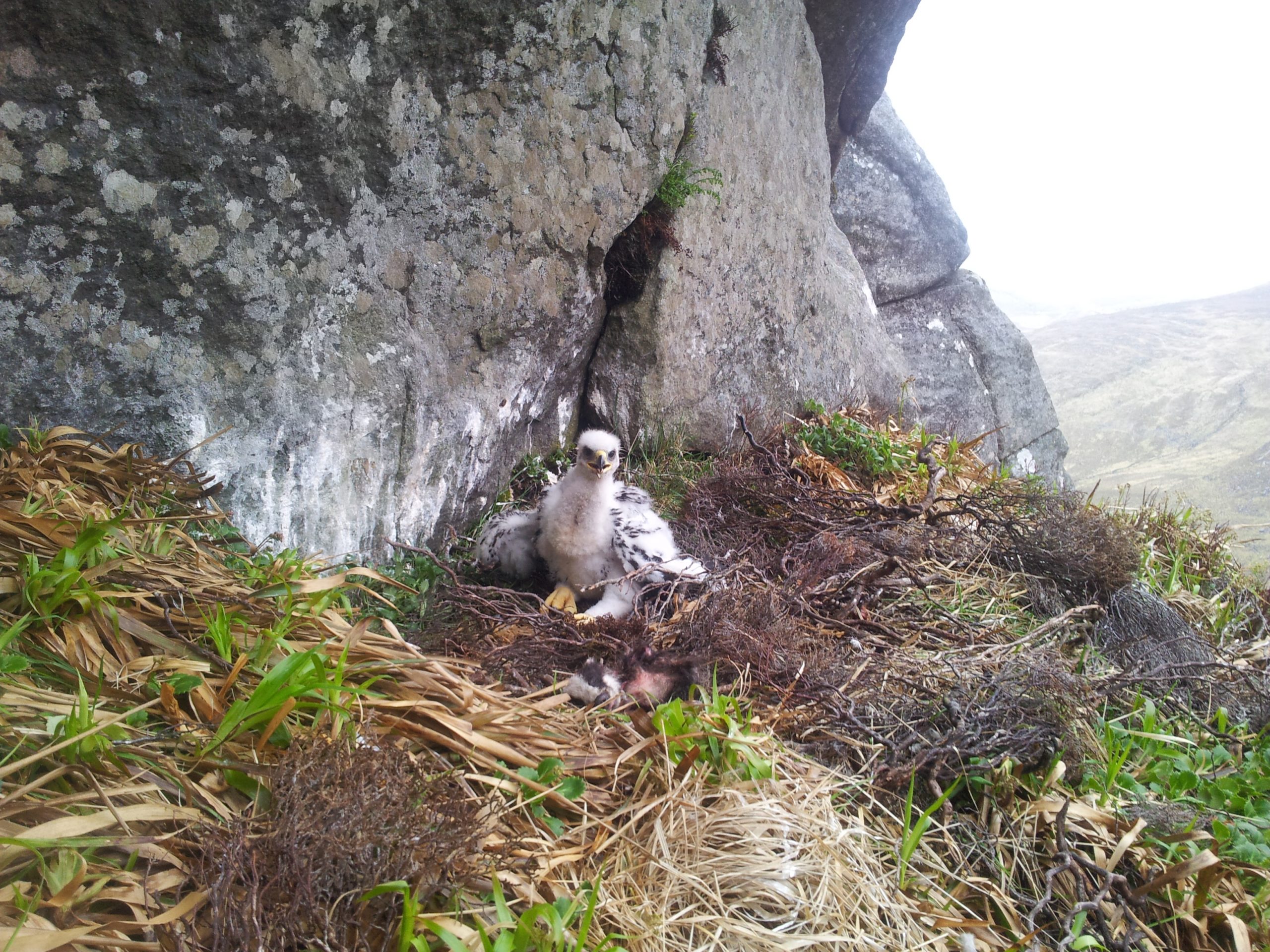 Two golden eagle chicks have fledged in Donegal Highland Radio