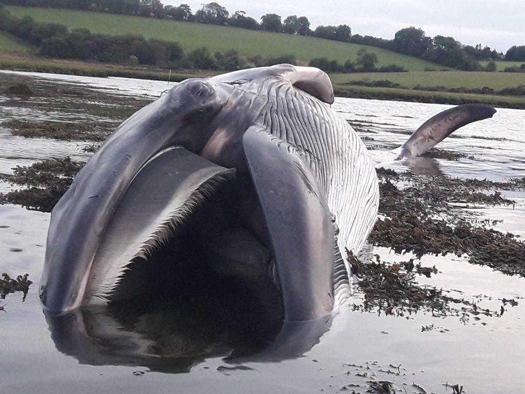 Whale, Washed up, Ramelton, Highland Radio, Letterkenny, Donegal