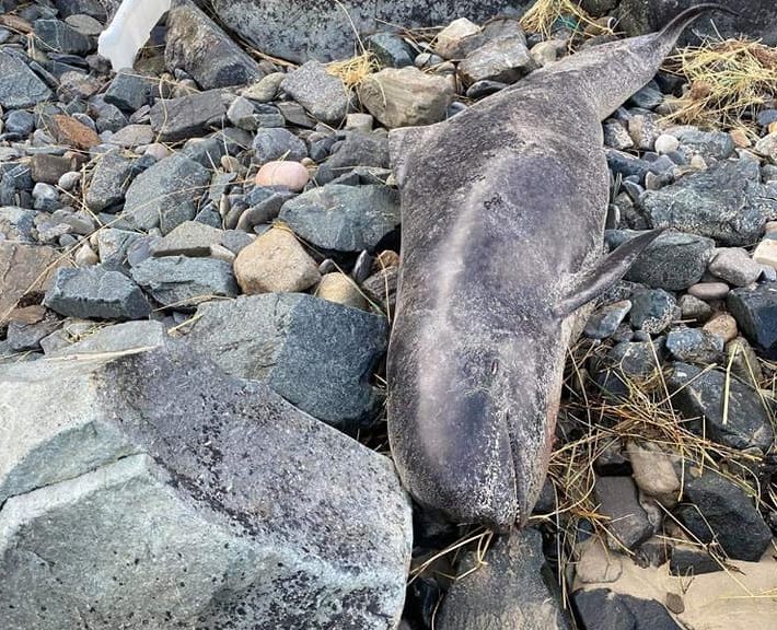 Two More Whales Found Washed Up In Donegal - Highland Radio - Latest 