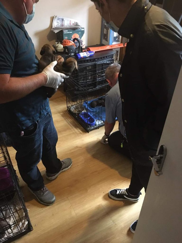 Gardai in Dublin uncover 32 dogs, thought to be stolen Highland Radio