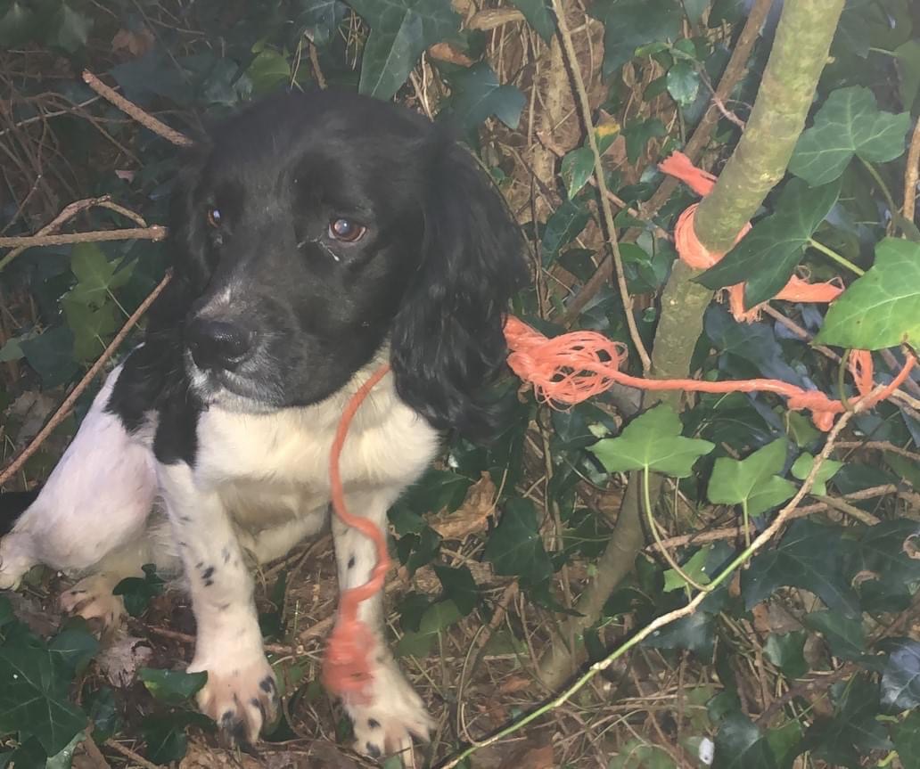 Dog found tied to tree in Donegal woods - Highland Radio - Latest ...