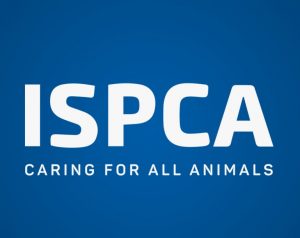 ISPCA shelter in Donegal at full capacity - Highland Radio - Latest ...