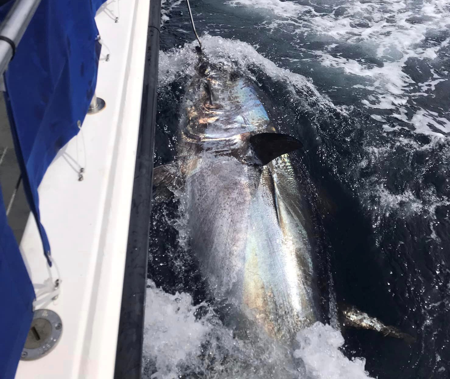 Bluefin tuna captured in Donegal Bay, recaptured three years later in