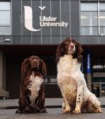 veterinary nursing coleraine