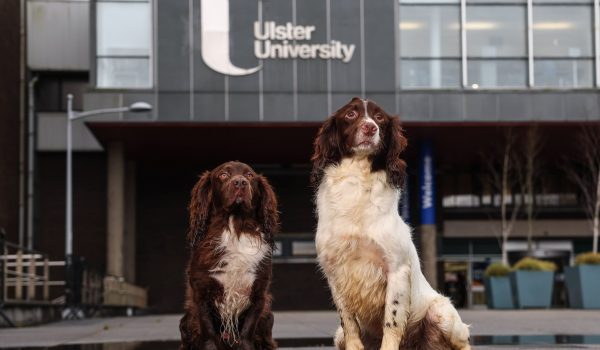 veterinary nursing coleraine