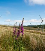 19_Sorne Wind Farm_Donegal_Ireland_COD2006 (1)
