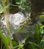 3. Ireland's only legally protected insect - Marsh fritillary larval 'web' on Devil's bit scabious. 'Nature Farmers' Wed 8pm