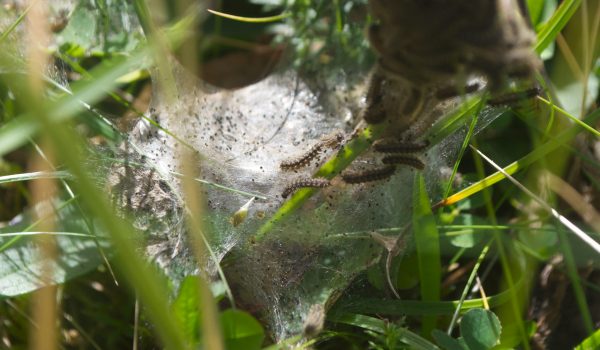 3. Ireland's only legally protected insect - Marsh fritillary larval 'web' on Devil's bit scabious. 'Nature Farmers' Wed 8pm