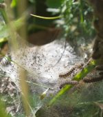 3. Ireland's only legally protected insect - cropped