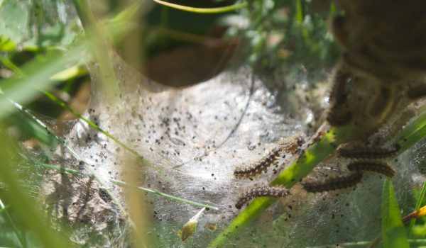 3. Ireland's only legally protected insect - cropped