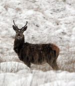 A red deer in the hills of Donegal