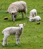 lambs