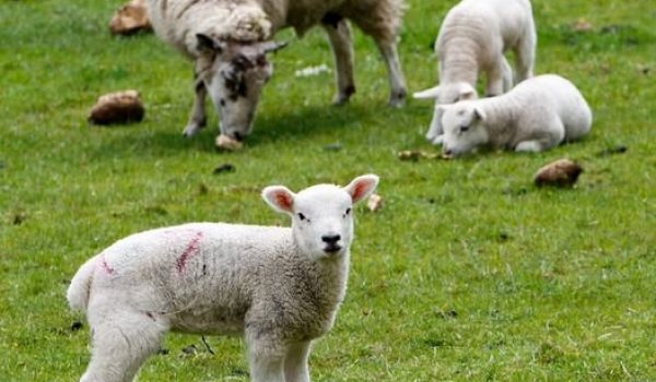 lambs