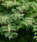 giant knotweed