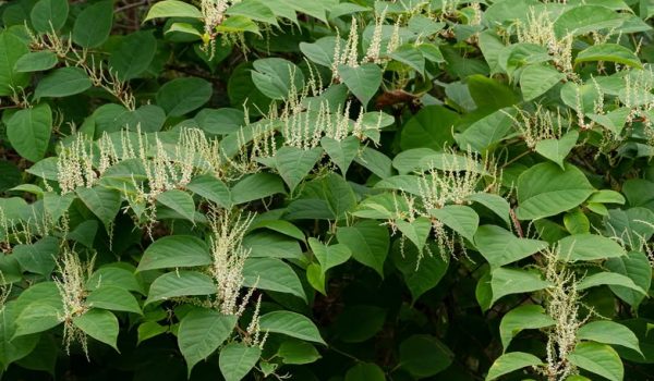 giant knotweed