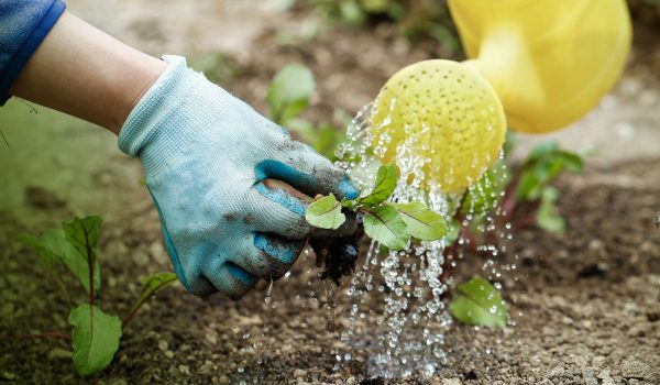 A watering can uses a lot less water than a hose pipe (1)