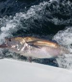Atlantic bluefin tuna tagged on Sept 4, 2025, in Donegal Bay