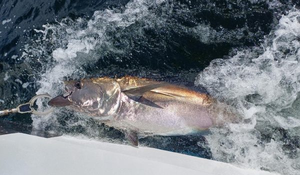 Atlantic bluefin tuna tagged on Sept 4, 2025, in Donegal Bay