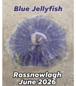 Blue Jelly Fish