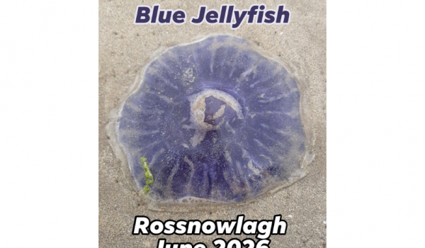 Blue Jelly Fish