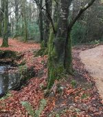 CAKE Monellan Wood stream footpath