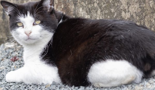 Cat Donegal Animal Rehabilitation Centre