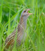 Corncrake_01