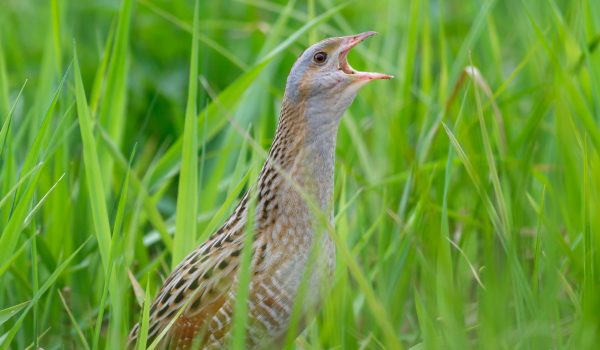 Corncrake_01