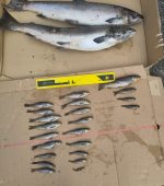 Dead salmon and trout, found at Owenwee River