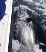 First Bluefin 2023 - TunaCHART