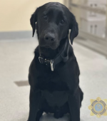 Garda dog vesper