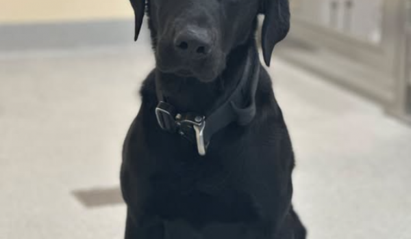 Garda dog vesper