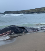 Glencolmcille Whale