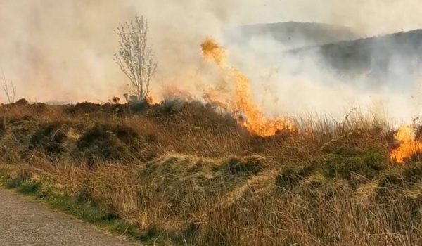 Gorse Fires 1