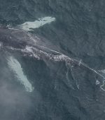 Humpback whale entangled