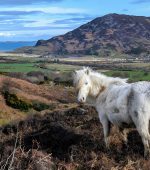 I-Love-Inishowen-Day-2026-Press-Image