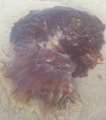 Jellyfish-1