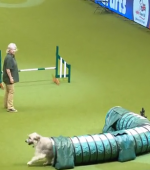The four-year-old emotional support dog from Wood Green received a large round of applause from the audience despite missing jumps and wandering off course.