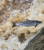 LA---Salmon-Image-large