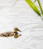 Lake with_Duck