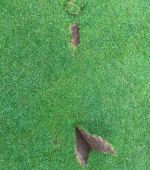 Letterkenny Golf Club Damage