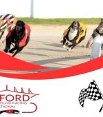 Lifford greyhounds