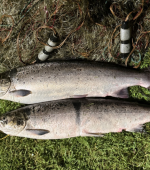 Loughs agency lifford fish