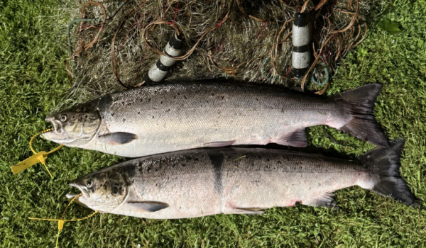 Loughs agency lifford fish
