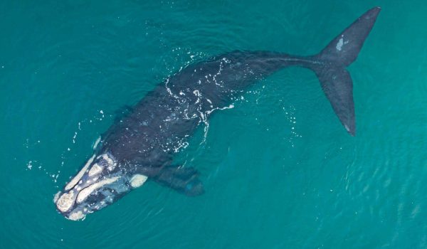 North-Atlantic-Right-Whale