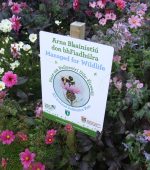 Photo 3 (Managed for Wildlife sign among pollinator-friendly flowers, Amazing Grace Park, Buncrana) JG (1)