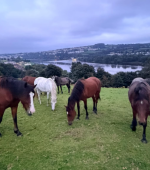 Ponies stolen
