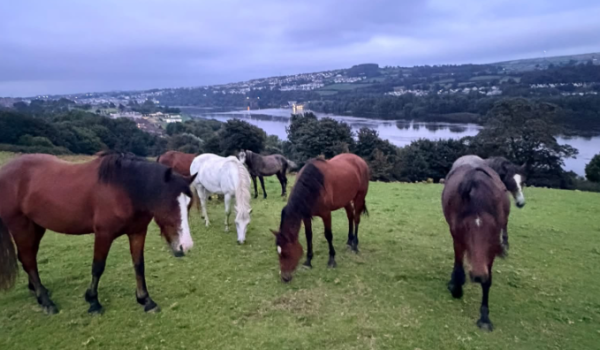 Ponies stolen