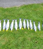 Seized fish tagged (yellow tag) by IFI Officers