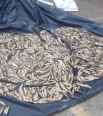 Some of the dead fish recovered at Glenagannon River in August 2022